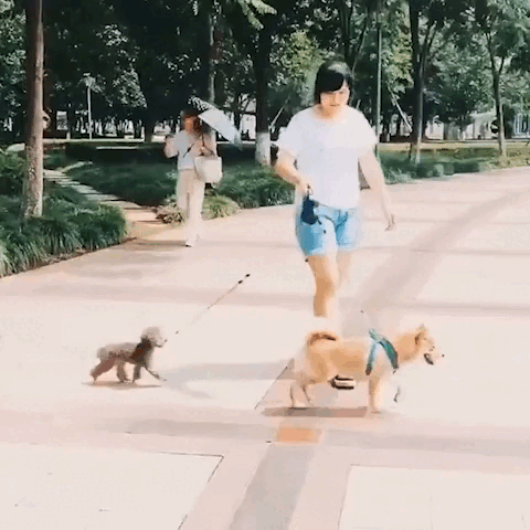 TangleFree™ Dual Dog Leash